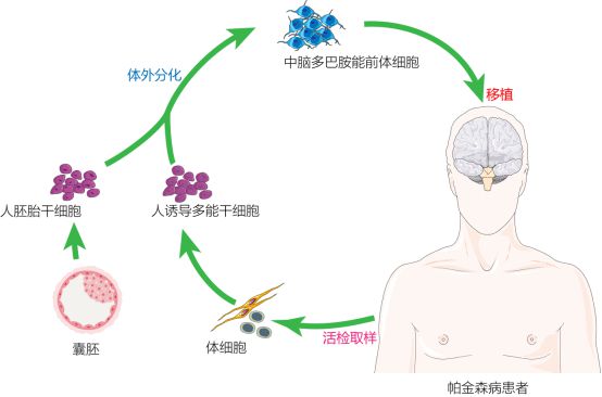 復旦校友領航，躍賽生物獲數千萬元天使輪融資，深耕干細胞治療新賽道