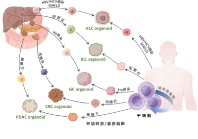 清華長庚醫院獲批三項2022年度國家重點研發計劃重點專項，引領細胞技術研發與應用新突破